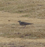 Sky Lark